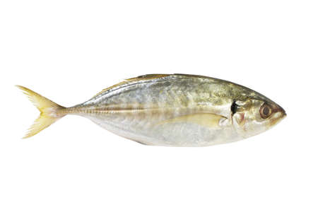fish on the white background