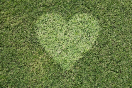 green heart on the green backgroundの写真素材