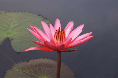  a lotus grows in the pondの写真素材