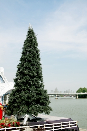 the christmas tree near the riverの写真素材