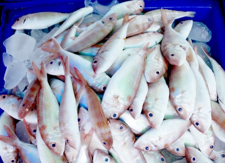 fresh fish on the marketの写真素材