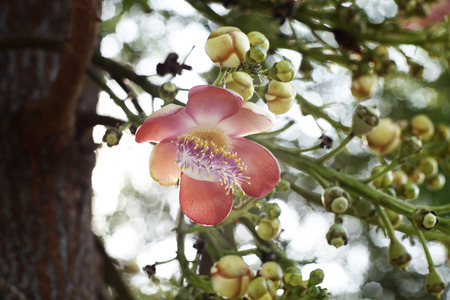 Sala Lanka Flowers, beautiful colourの写真素材