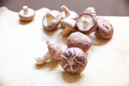 Fresh shitake on white backgroundの写真素材