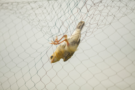 Farmers tend to trap birds eat riceの写真素材