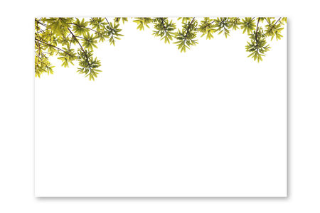 Paper leaf and white background