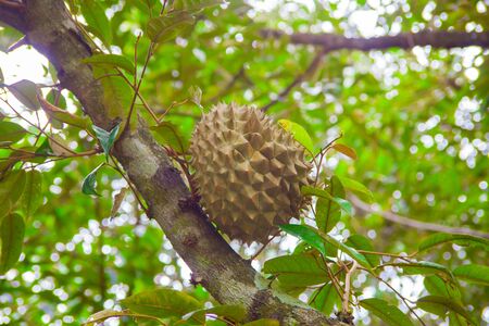 Durian, king of the tropical fruit