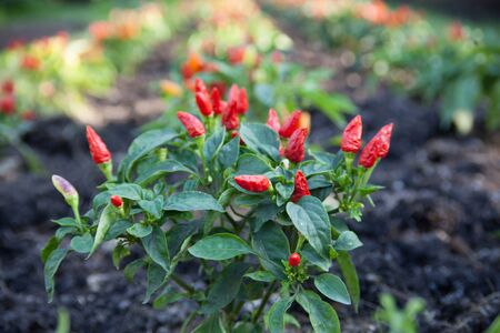 Red chilli on the experimental plantの写真素材