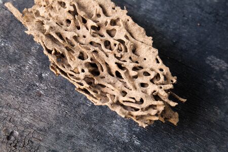 Walkway of Termite, Termite nest, home of Termite on wood background