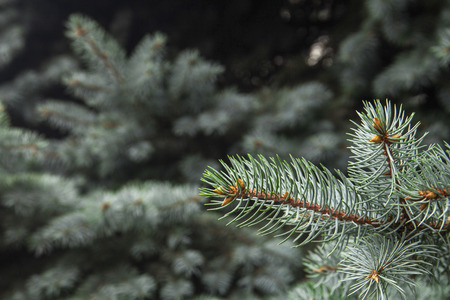 Christmas tree, and blur backgroundの写真素材