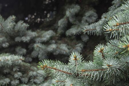 Christmas tree, and blur backgroundの写真素材
