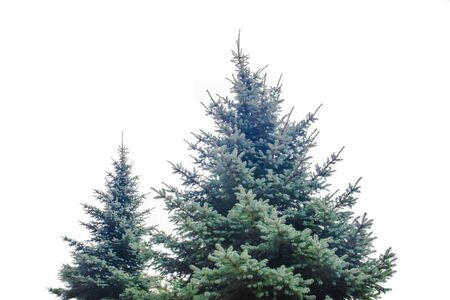 Christmas tree, on white backgroundの写真素材