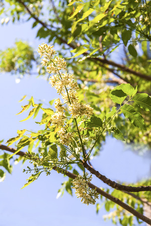 Neem tree showing compound leaves and bunches of small flowers.の写真素材