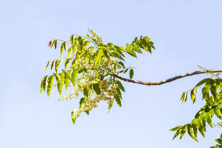 Neem tree showing compound leaves and bunches of small flowers.の写真素材