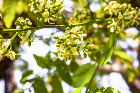 Neem tree showing compound leaves and bunches of small flowers.の写真素材
