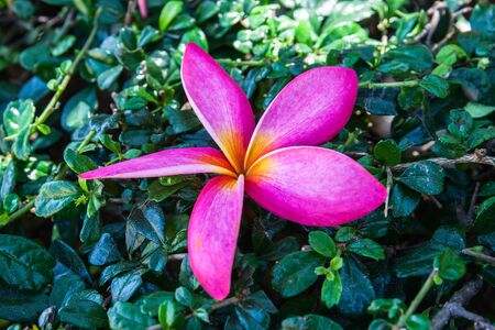 Plumeria flower on treeの写真素材