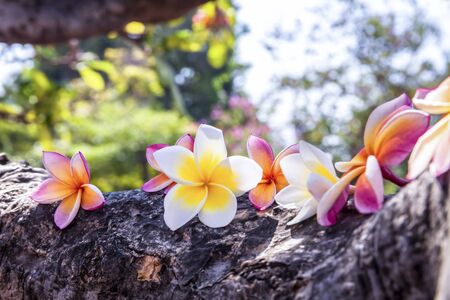 Plumeria rubra flower on treeの写真素材