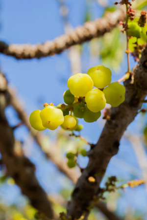 Star gooseberry, the tropical fruitの写真素材