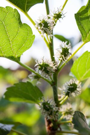 Selective focus young mulberry fruit, from Thailandの写真素材