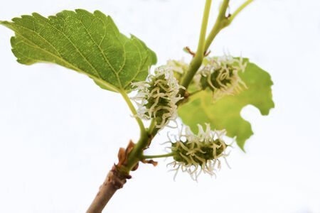 Selective focus young mulberry fruit, from Thailandの写真素材
