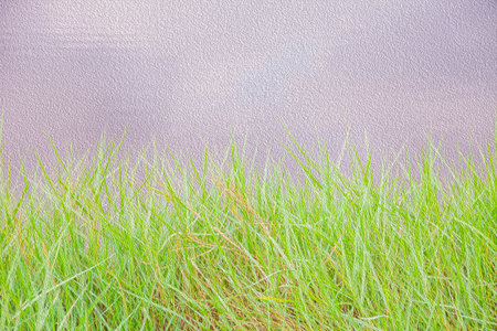 The grass in the garden and abstract background
