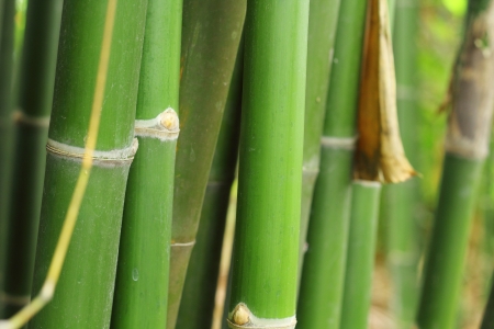 Bamboo tree の写真素材