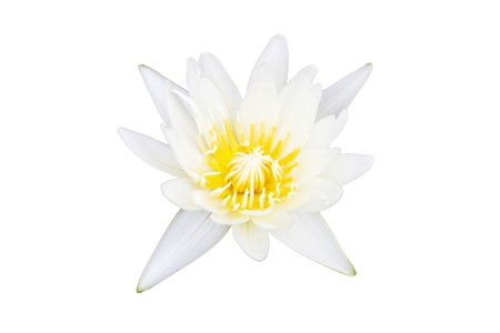 White water lilly, isolated on white の写真素材