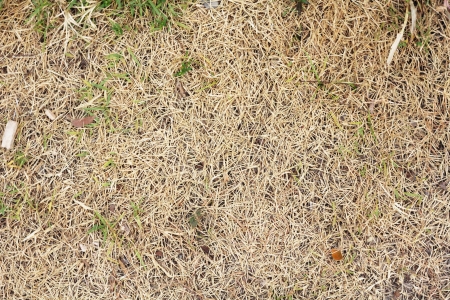 Dried grass background の写真素材