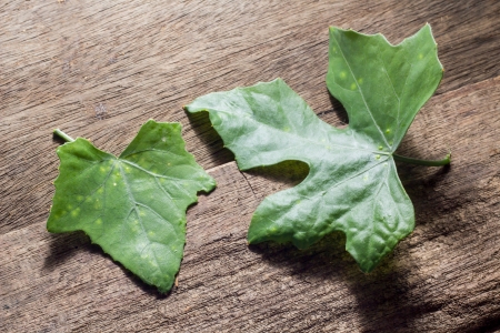 Ivy gourd leaves の写真素材