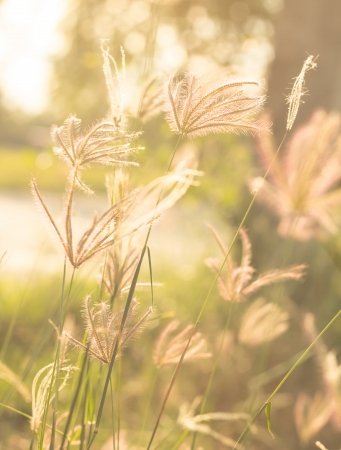 Flowering grass with sun light  の写真素材