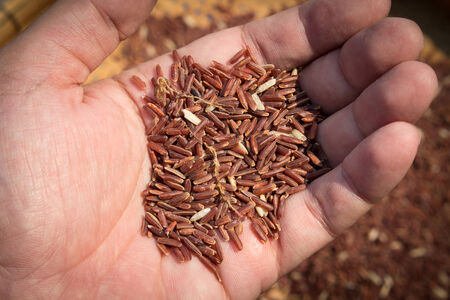 Brow rice in hand,food background.の写真素材
