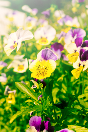 Colorful flowers in vintage style color.の写真素材