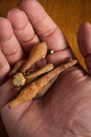 Finger root in hand,still life style 