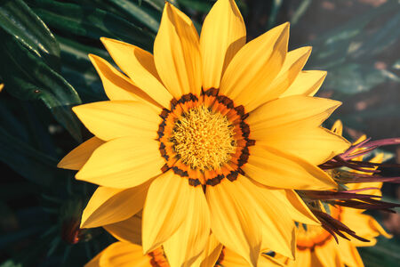 Yellow flower in vintage style color.の写真素材