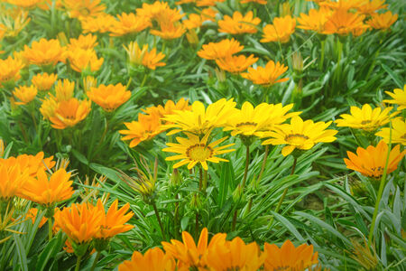 Yellow flowers in vintage style color.の写真素材
