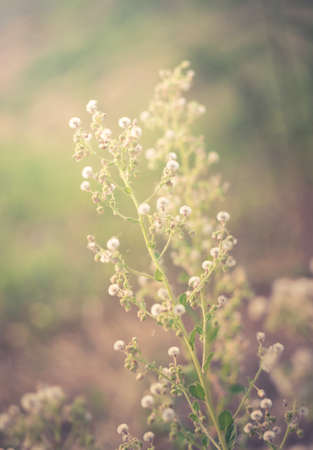 Vintage color filtered of flowering grass.の写真素材