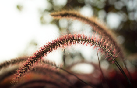 Flowering grass,vintage color filtered.の写真素材