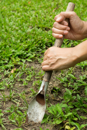 Woman use shovel to digging grass,agriculture concept.の写真素材