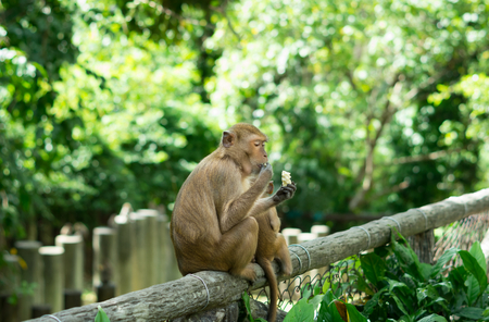 Monkey eating banana,wild life.