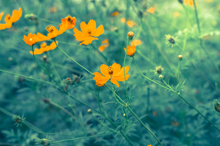 Yellow cosmos in park,vintage filtered.の写真素材