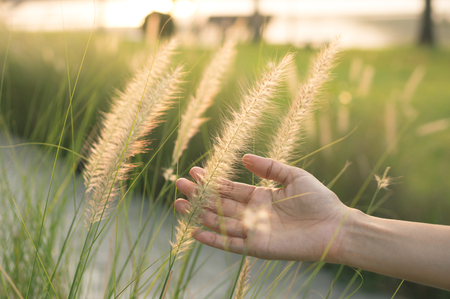 Woman hand touching flowering grass.の写真素材