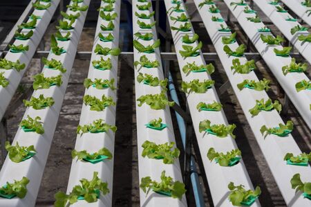 Hydroponic lettuces vegetable in farm.の写真素材