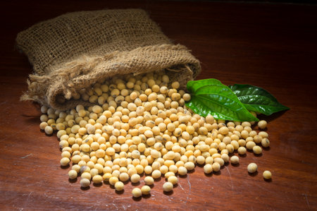 Dried soybeans in sack with green leaf, still life.の写真素材