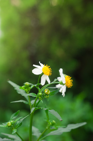 White flowers in park,nature background.の写真素材