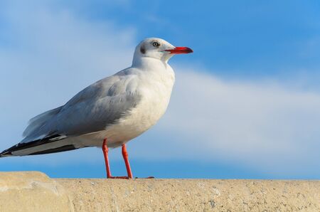 sea gull の写真素材