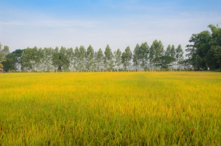 rice farm in thailandの写真素材