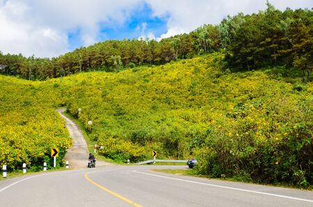 Mexican Sunflower Weedのeditorial素材