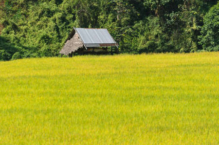 rice farm in thailandのeditorial素材