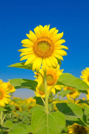 Sunflowerの写真素材