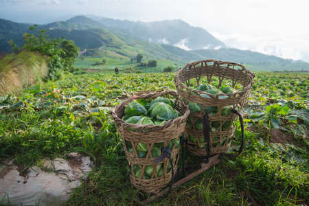 Cabbage field の写真素材