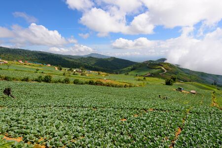 Cabbage field の写真素材